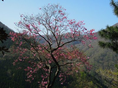 アケボノツツジ_800.jpg (203.65 KiB) 閲覧された回数 8410 回 アケボノツツジ。