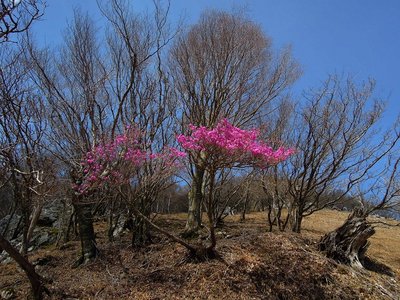 東千石山山腹のミツバツツジと、見よ！この青空!!