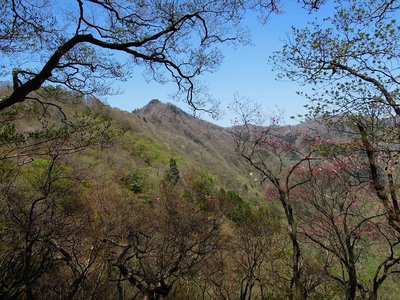 シャッポ山西のコル付近から東千石山。