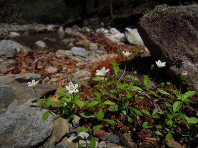 ワチガイソウ(奥ノ平谷）