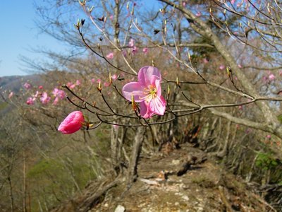 アケボノツツジ<br />ツボミの花柄に注目！えっ？わかりづらい？(^^;