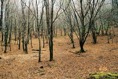 2012027 (14).jpg (295.91 KiB) 閲覧された回数 7816 回 ササのない気持ちのよい森