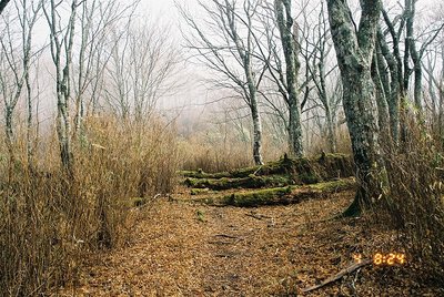 2012027 (18).jpg (298.69 KiB) 閲覧された回数 7802 回 ほとんど枯れている