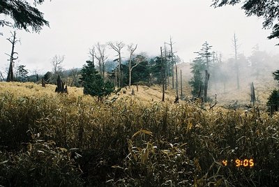 2012027 (22).jpg (252.02 KiB) 閲覧された回数 7802 回 腰くらいの笹原の中に獣道が縦横に走っている