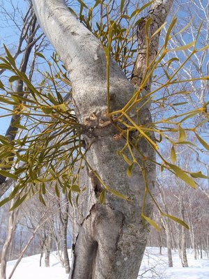 P3280204.jpg (181.93 KiB) 閲覧された回数 6064 回 ヤドリギに寄生されたブナ