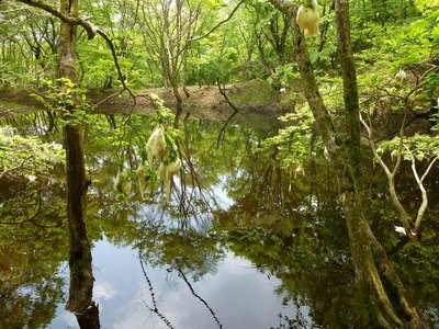 セキオノコバの池にはアオモリガエルの卵がありました