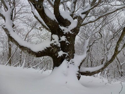 P814付近にあるブナの巨樹