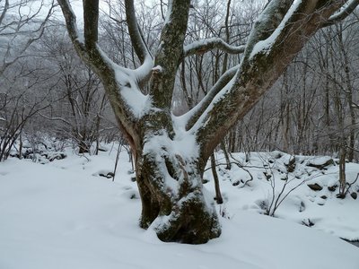 「シオジの木」と呼ばれる巨樹