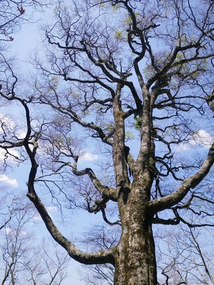 IMGP0537.JPG (256.42 KiB) 閲覧された回数 8054 回 ブナの大木