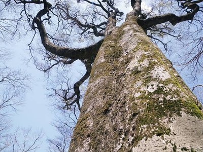 IMGP0540.JPG (145.27 KiB) 閲覧された回数 8053 回 ブナの原生林