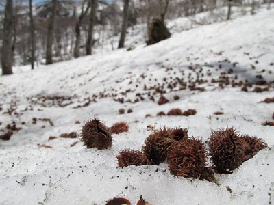 IMG_1833-s.JPG (109.97 KiB) 閲覧された回数 6120 回 ブナさんコロコロこんにちは~♪