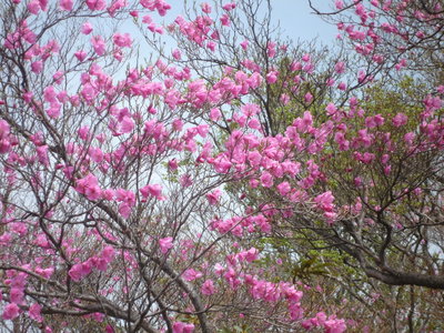 05アケボノツツジ(1).JPG (853.36 KiB) 閲覧された回数 7299 回 今年の最高のアケボノツツジ