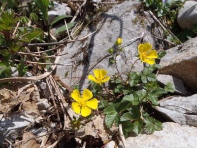 P5130041.JPG (56.29 KiB) 閲覧された回数 4488 回 hana