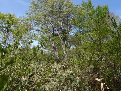 P5130024.JPG (60.53 KiB) 閲覧された回数 4487 回 yabu