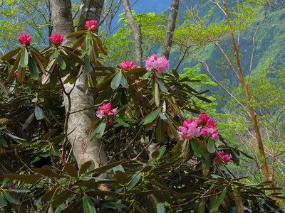 稜線で開花し始めたシャクナゲ。