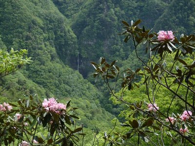 シャクナゲを近景に風折滝