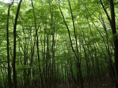 グリーンシャワー