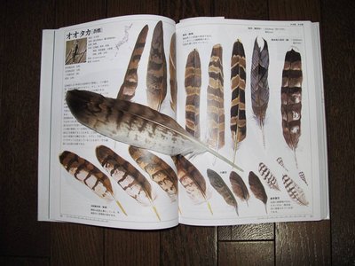 この日は羽根をゲット、オオタカやろかあ～