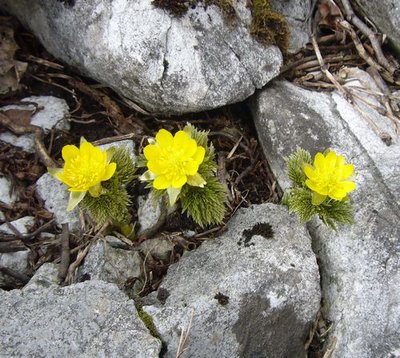 福寿草　３兄弟