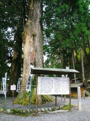 山住神社の山住杉