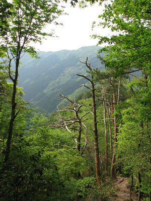 matu.jpg (142.22 KiB) 閲覧された回数 6386 回 松の立ち枯れが多い尾根