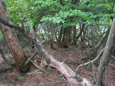 sky.jpg (147.91 KiB) 閲覧された回数 6396 回 スカイツリー山の山頂