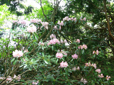 syaku.jpg (167.7 KiB) 閲覧された回数 6386 回 咲き残りとはいえ美しいシャクナゲ