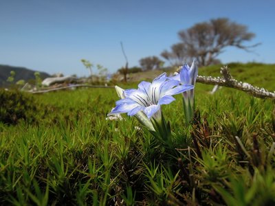 タテヤマリンドウ.jpg (294.41 KiB) 閲覧された回数 7760 回 タテヤマリンドウ