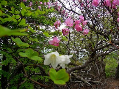 ボケちゃいました（＾＾；