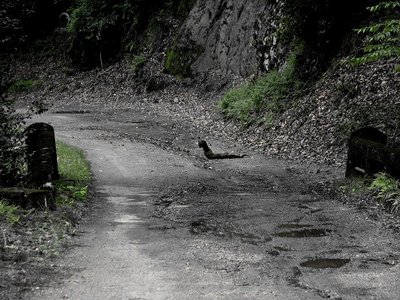 帰路の林道でツチノコに行く手をふさがれる