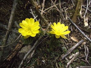 霊仙山の福寿草です