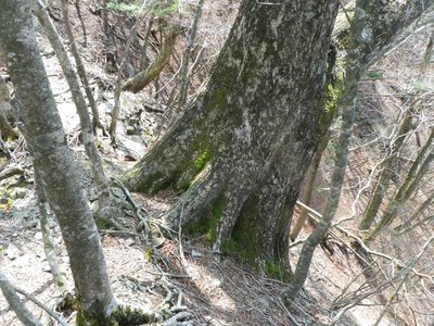 尾根上のミズナラの巨木とはこれのことですか