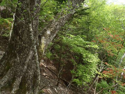 滝見尾根ミズナラ