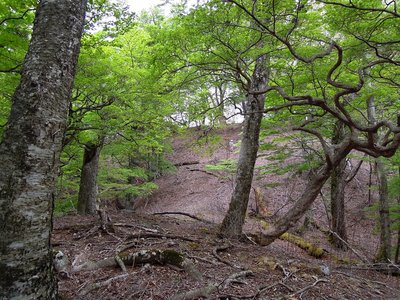 大台辻のすぐ北の森