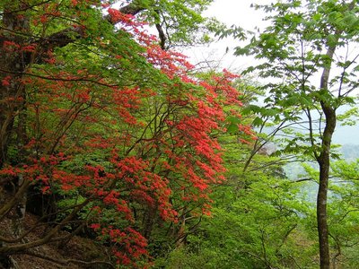 ヤマツツジの大木