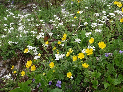 お花畑だよ～ん♪