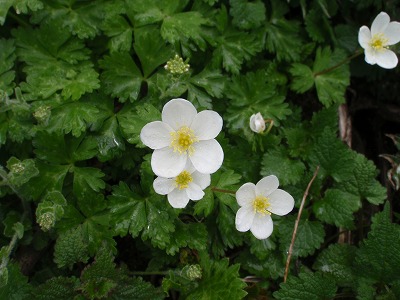お供えの花にどうぞ