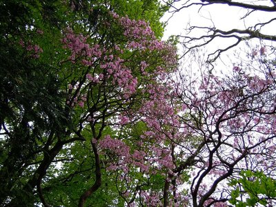 アケボノツツジ