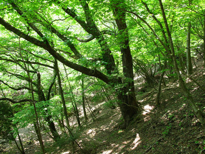 IMG_5420.jpg (655.16 KiB) 閲覧された回数 9078 回 高昌鉱山の鎮守の木