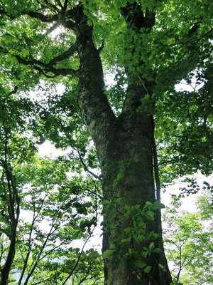 CIMG0466.JPG (661.55 KiB) 閲覧された回数 8798 回 ブナ原生林