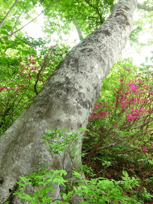 CIMG0475.JPG (966.15 KiB) 閲覧された回数 8785 回 ツツジとブナ