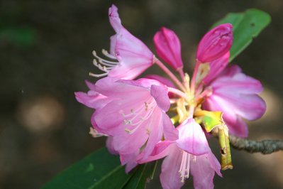 稜線のシャクナゲ