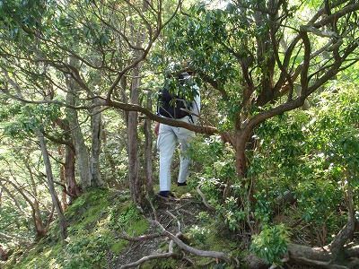 ヤブ尾根に取り付く