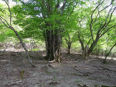 DSCN4594.jpg (551.57 KiB) 閲覧された回数 4507 回 鈴鹿の上高地の盟主