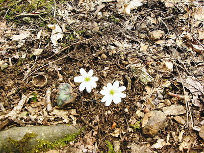 ミスミソウ.JPG (328.08 KiB) 閲覧された回数 4503 回 〇 雪が融けて春が来る