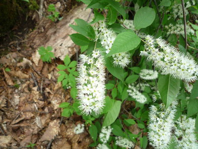 02ウワミズザクラ(1).JPG (539.9 KiB) 閲覧された回数 5113 回 ウワミズザクラの花