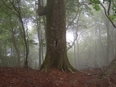 穴の空いた大ブナ。<br />この界隈では、一番の大ブナです。
