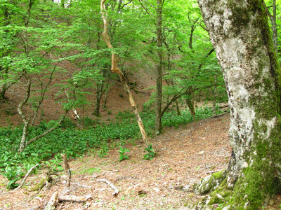 ブナ林のバイケイソウ