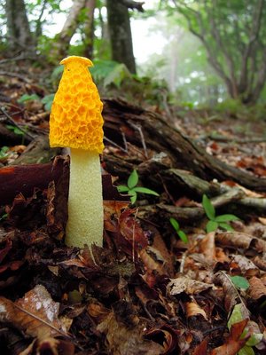 幸せのキイロスッポンタケ