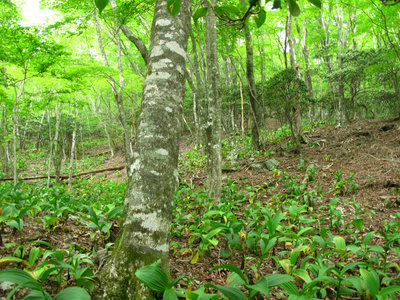 IMG_5460.jpg (573.11 KiB) 閲覧された回数 6275 回 口迷岳南面